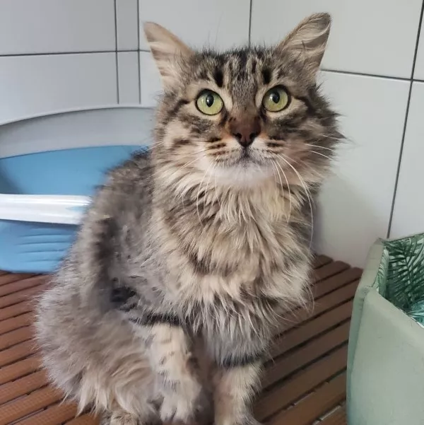 Titoune - Adoption Coup De Pouce