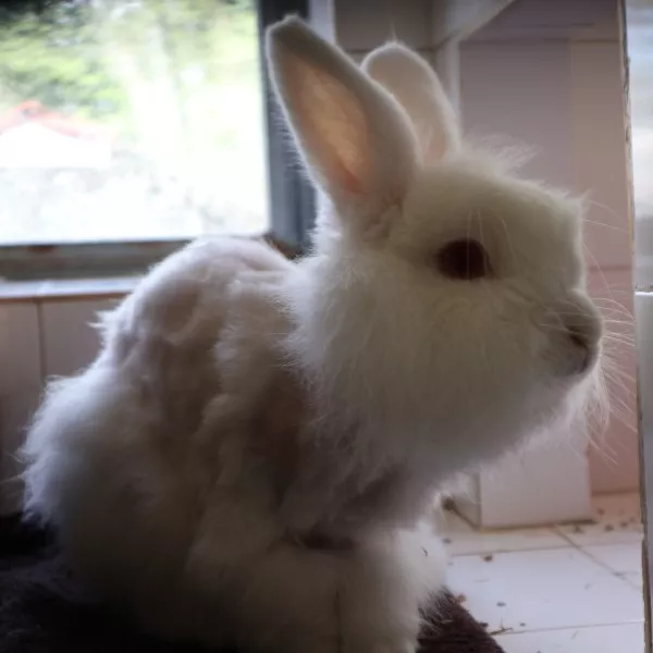 Coton