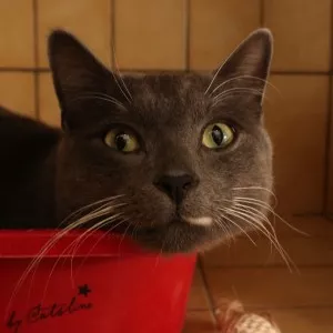 Sirius