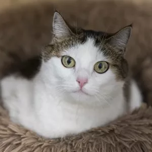 Poupy
