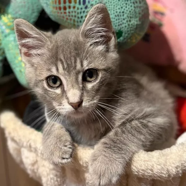 Merlin