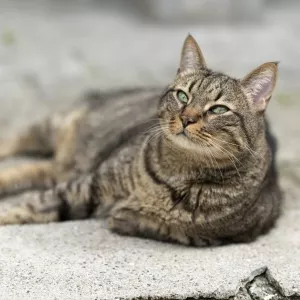 Kiki - Sos