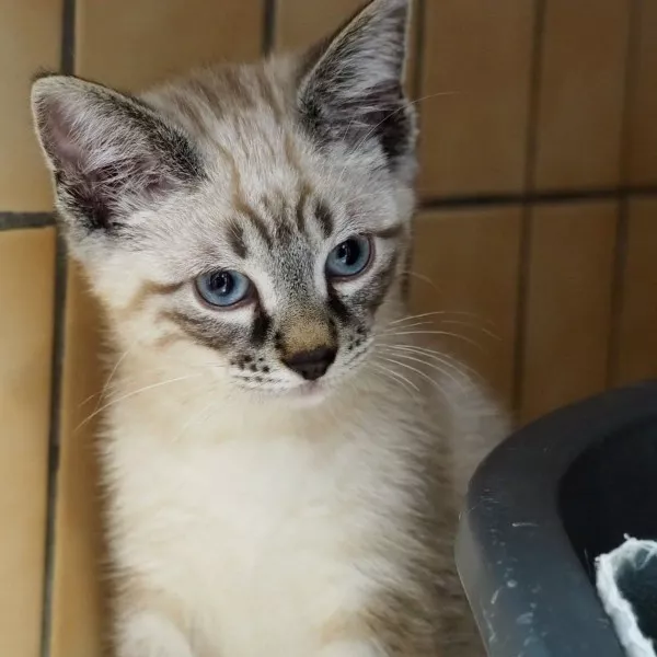 Tango