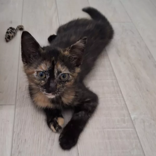 Darla