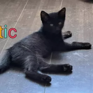Loustic