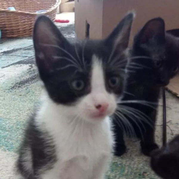 Raja
