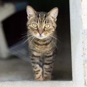 Tigrine