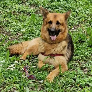 Roxy