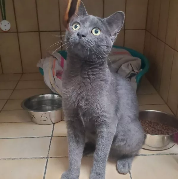 Tamtam
