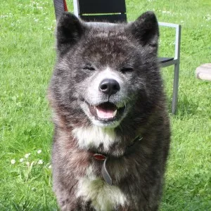 Kovu