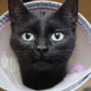 Bella