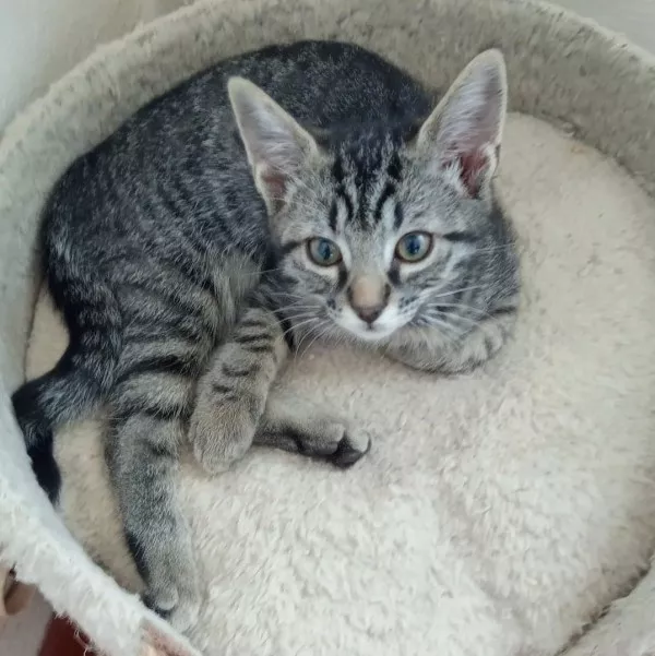 Tika