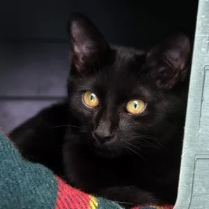 Jiji