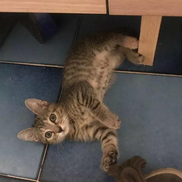 Tonique