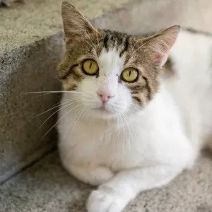 Taïko