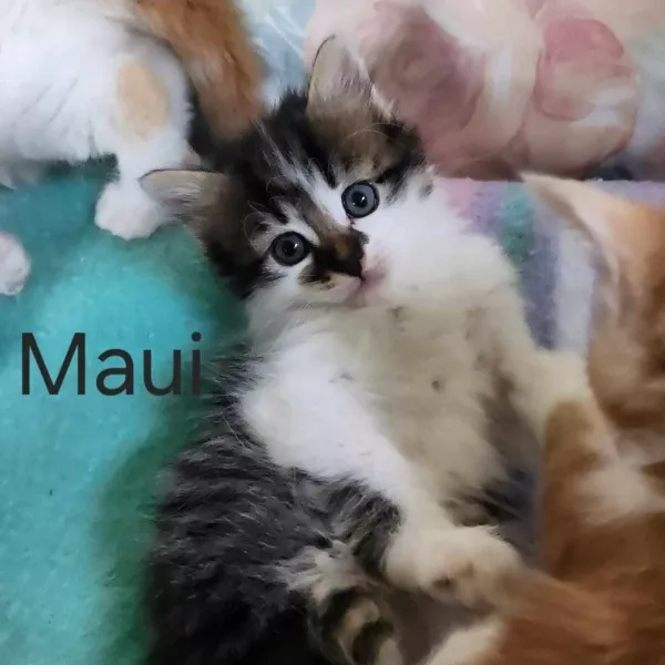 Maui