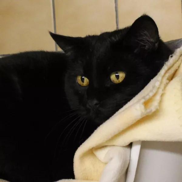 Minou