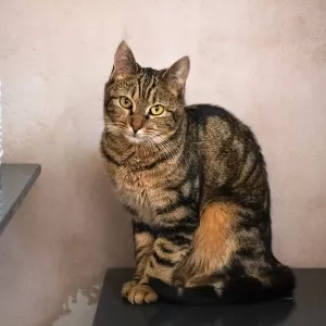 Mimie - Sos