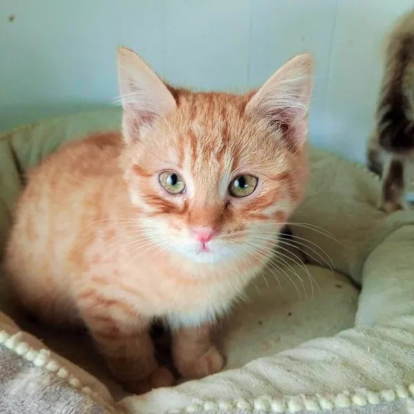 Butternut