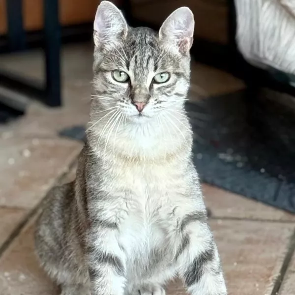 Maï
