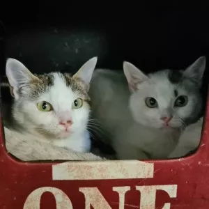 Kitty Et Kimmy