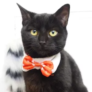 Titou