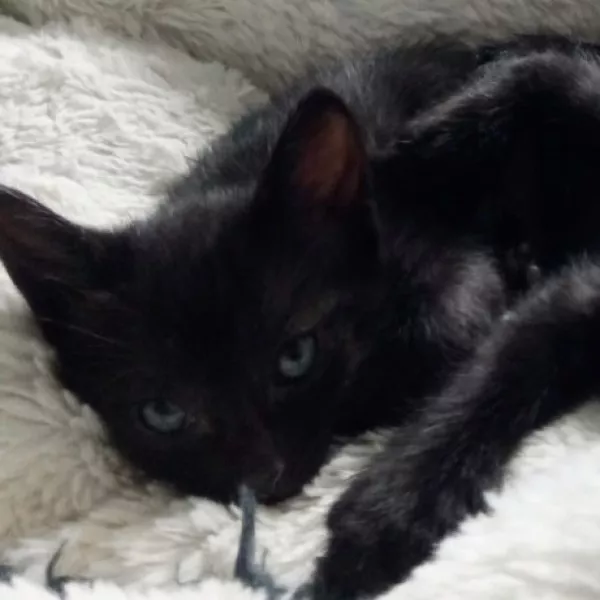 Arya