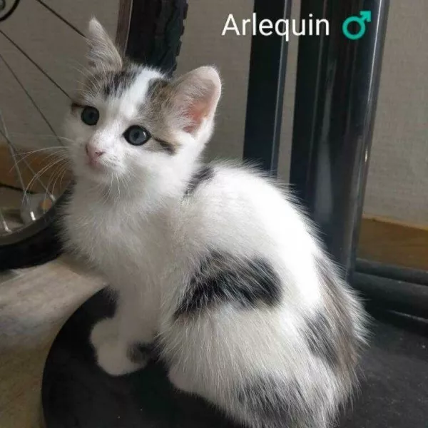 Arlequin