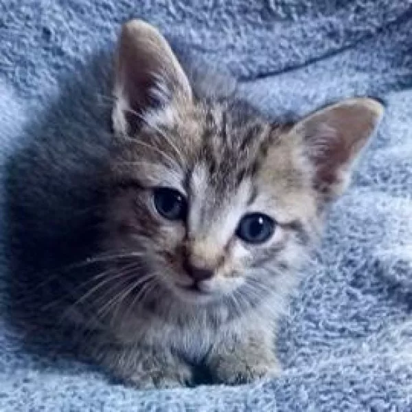 Titi