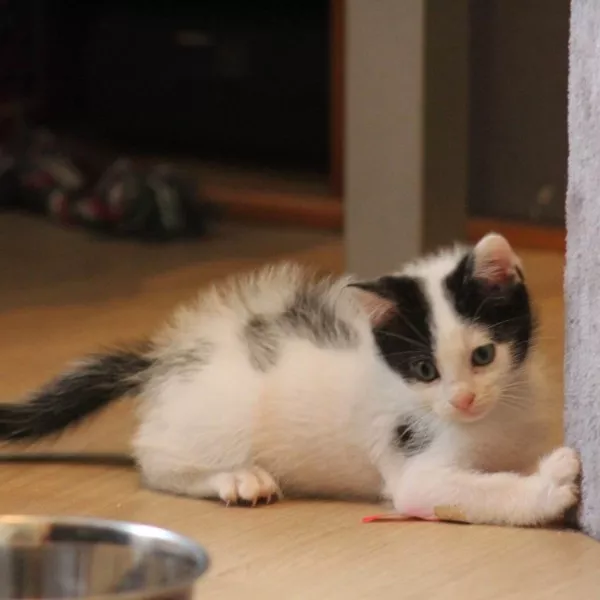 Pepper