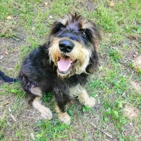 Django