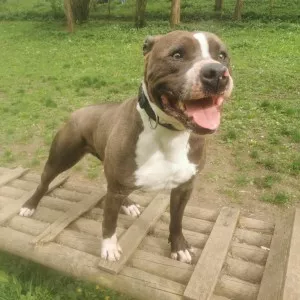 Pako