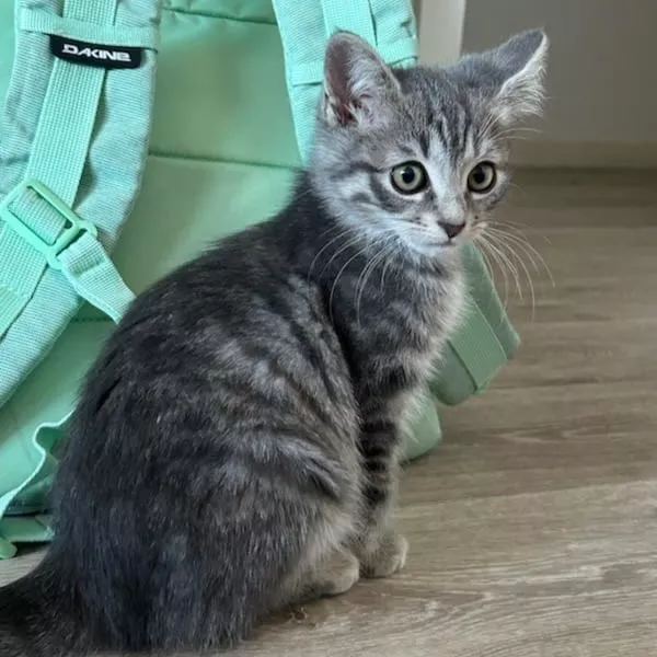 Cookie