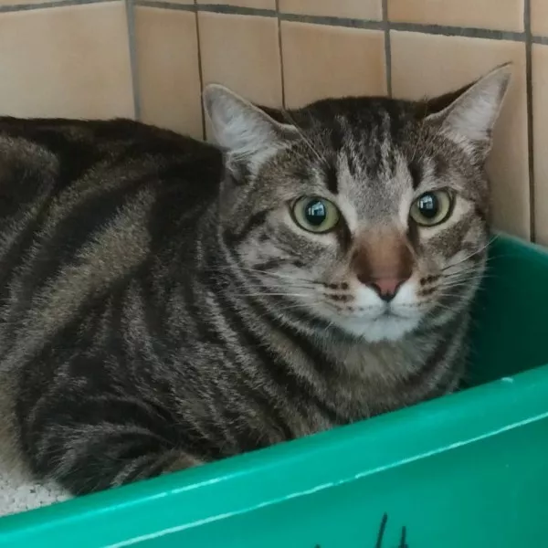 Kiko
