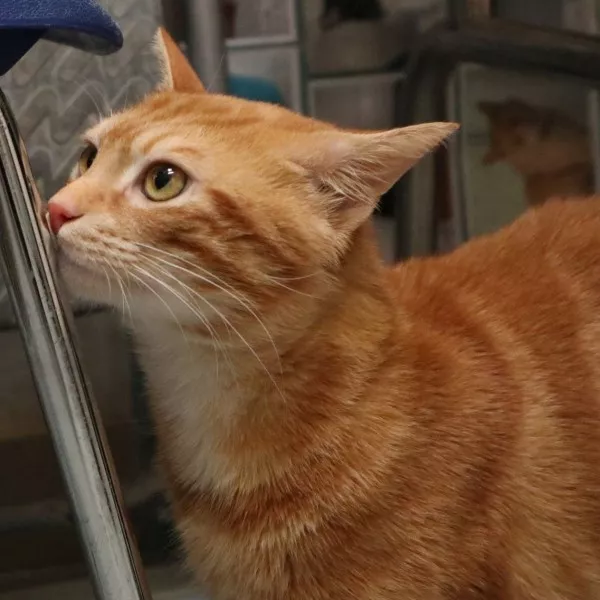 Ginger