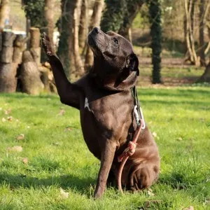 Jazz/ Adopté
