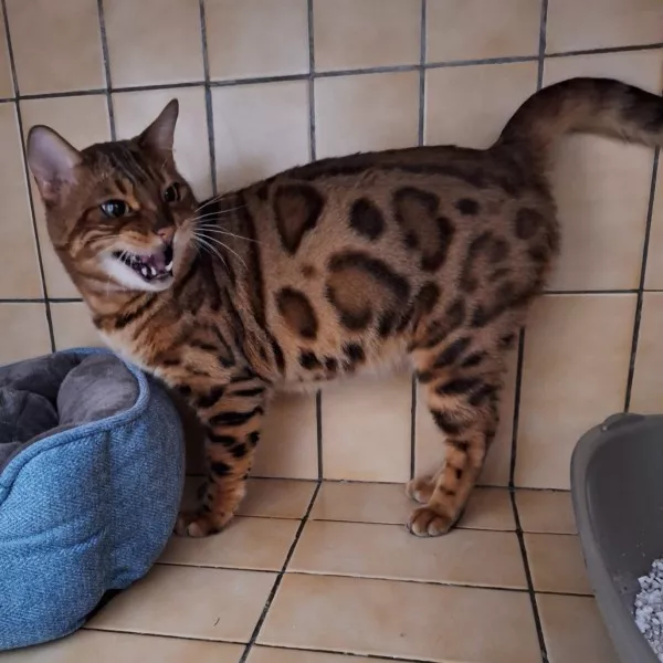 Simba