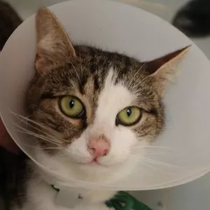 Tchika