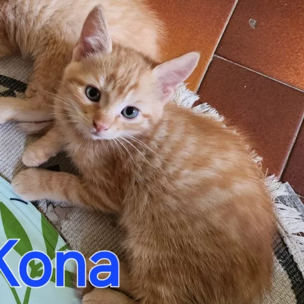 Kona