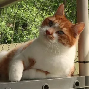Garfield