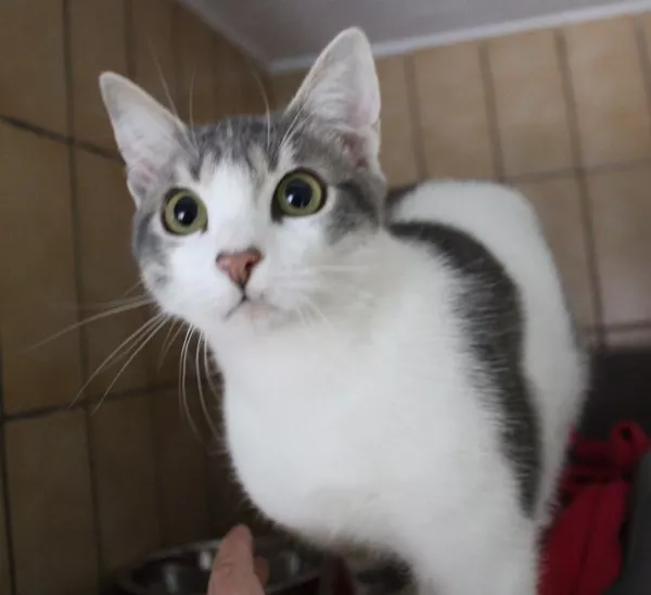 Rufus
