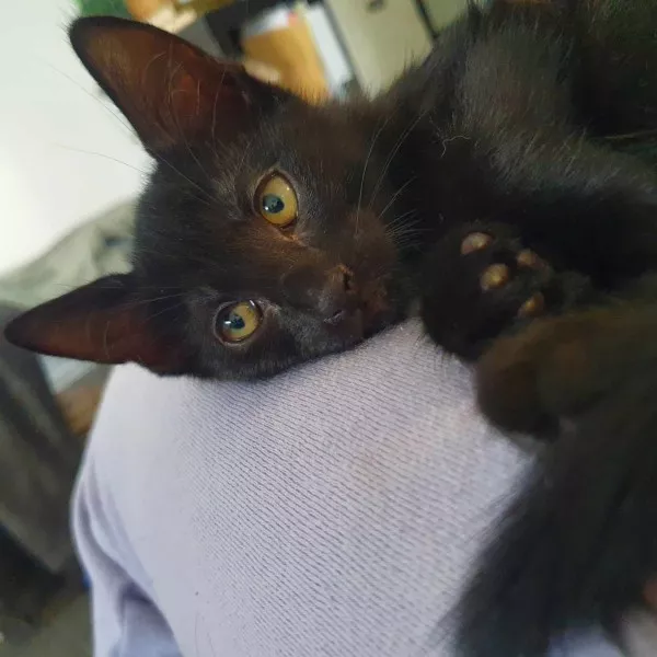 Vador