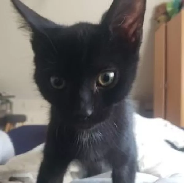 Sid