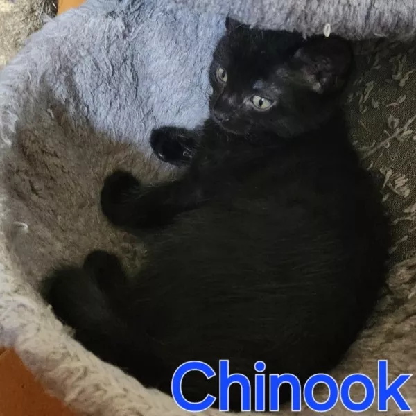 Chinook