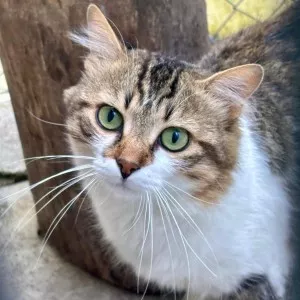 Astrapi