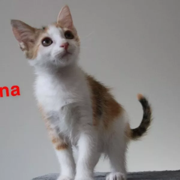 Vaïana