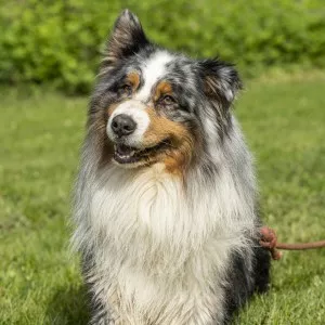 Niro