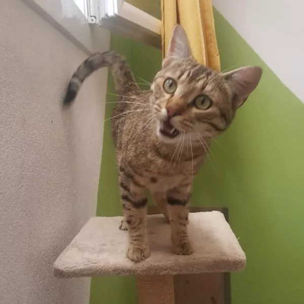 Alvaro