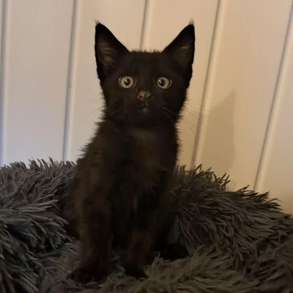 Domino