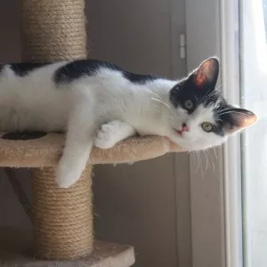 Paprika
